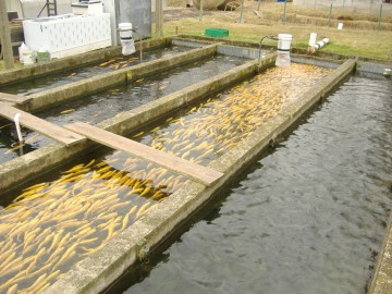 Piscicultorii reclamă pierderi de 18 milioane de euro din cauza cormoranilor